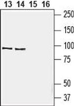 EMR1 (ADGRE1) (extracellular) Antibody in Western Blot (WB)