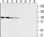 EMR1 (ADGRE1) (extracellular) Antibody in Western Blot (WB)