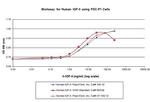 Human IGF-II, Animal-Free Protein in Functional Assay (FN)