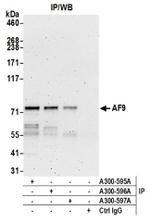 AF9 Antibody in Western Blot (WB)