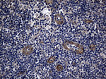 AFAP1 Antibody in Immunohistochemistry (Paraffin) (IHC (P))