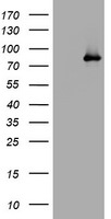 AFAP1 Antibody in Western Blot (WB)