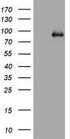 AFAP1 Antibody in Western Blot (WB)