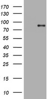 AFAP1 Antibody in Western Blot (WB)