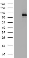 AFAP1 Antibody in Western Blot (WB)