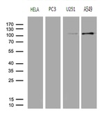 AFAP1 Antibody in Western Blot (WB)