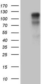 AFAP1 Antibody in Western Blot (WB)