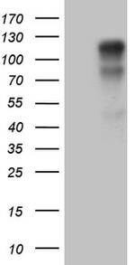 AFAP1 Antibody in Western Blot (WB)