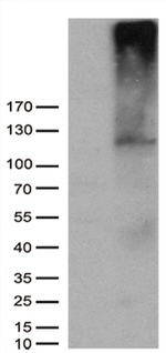 AFAP1 Antibody in Western Blot (WB)