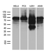 AFAP1 Antibody in Western Blot (WB)