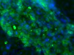 AFP Antibody in Immunocytochemistry (ICC/IF)