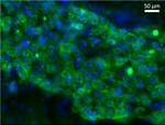 AFP Antibody in Immunocytochemistry (ICC/IF)