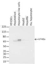 AFP Antibody in Western Blot (WB)