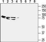 GPR43/FFAR2 (extracellular) Antibody in Western Blot (WB)