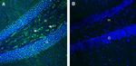 FLRT3 (extracellular) Antibody in Immunohistochemistry (Frozen) (IHC (F))