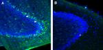 FLRT3 (extracellular) Antibody in Immunohistochemistry (Frozen) (IHC (F))