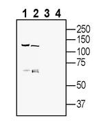 FLRT3 (extracellular) Antibody in Western Blot (WB)