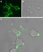 GABA(A) alpha 1 Receptor (extracellular) Antibody in Immunocytochemistry (ICC/IF)