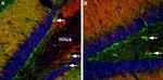 GABA(A) alpha 1 Receptor (extracellular) Antibody in Immunohistochemistry (IHC)