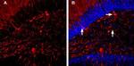 GABA(A) alpha 1 Receptor (extracellular) Antibody in Immunohistochemistry (Frozen) (IHC (F))