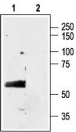 GABA(A) alpha 3 Receptor (extracellular) Antibody in Western Blot (WB)