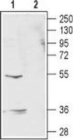 GABA(A) rho 2 Receptor (GABRR2) (extracellular) Antibody in Western Blot (WB)