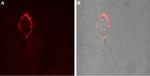 GABA(A) alpha 4 Receptor (extracellular) Antibody in Immunocytochemistry (ICC/IF)