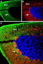 GABA(A) alpha 4 Receptor (extracellular) Antibody in Immunohistochemistry (IHC)