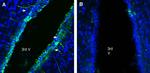 GABA(A) beta 2 Receptor Antibody in Immunohistochemistry (Frozen) (IHC (F))