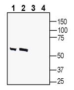 GABA(A) beta 2 Receptor Antibody in Western Blot (WB)