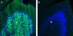 GABA(A) beta 3 Receptor Antibody in Immunohistochemistry (Frozen) (IHC (F))