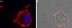 GABA(A) epsilon Receptor (GABRE) (extracellular) Antibody in Immunocytochemistry (ICC/IF)