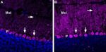 GABA(A) epsilon Receptor (GABRE) (extracellular) Antibody in Immunohistochemistry (IHC)