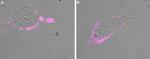 GABA(A) epsilon Receptor (GABRE) (extracellular) Antibody in Immunocytochemistry (ICC/IF)