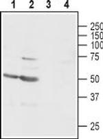 GABA(A) gamma 1 Receptor Antibody in Western Blot (WB)