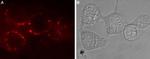 GABA(A) rho 3 Receptor (GABRR3) (extracellular) Antibody in Immunocytochemistry (ICC/IF)