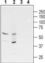 GABA(A) rho 3 Receptor (GABRR3) (extracellular) Antibody in Western Blot (WB)