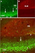 GABA(B) R1 (extracellular) Antibody in Immunohistochemistry (Frozen) (IHC (F))