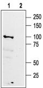 GABA(B) R1 (extracellular) Antibody in Western Blot (WB)