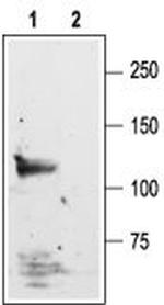 NMDAR1 (GluN1) (extracellular) Antibody in Western Blot (WB)