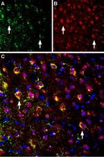 NMDAR1 (GluN1) (extracellular) Antibody in Immunohistochemistry (Frozen) (IHC (F))