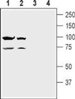 NMDAR1 (GluN1) (extracellular) Antibody in Western Blot (WB)