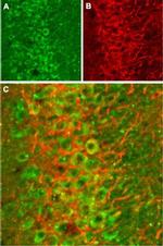 NMDAR2B (GluN2B) (extracellular) Antibody in Immunohistochemistry (Frozen) (IHC (F))