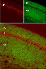 GluR1 (GluA1) (extracellular) Antibody in Immunohistochemistry (IHC)