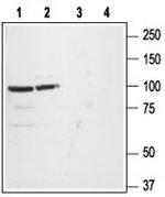 GluR1 (GluA1) (extracellular) Antibody in Western Blot (WB)