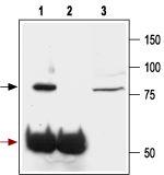 GluR2 (GluA2) (extracellular) Antibody in Immunoprecipitation (IP)