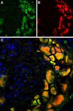 mGluR5 (extracellular) Antibody in Immunohistochemistry (Frozen) (IHC (F))