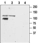 GRIK2 (GluK2) Antibody in Western Blot (WB)