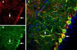 GluR3 (GluA3) (extracellular) Antibody in Immunohistochemistry (IHC)