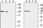 GluR3 (GluA3) (extracellular) Antibody in Western Blot (WB)